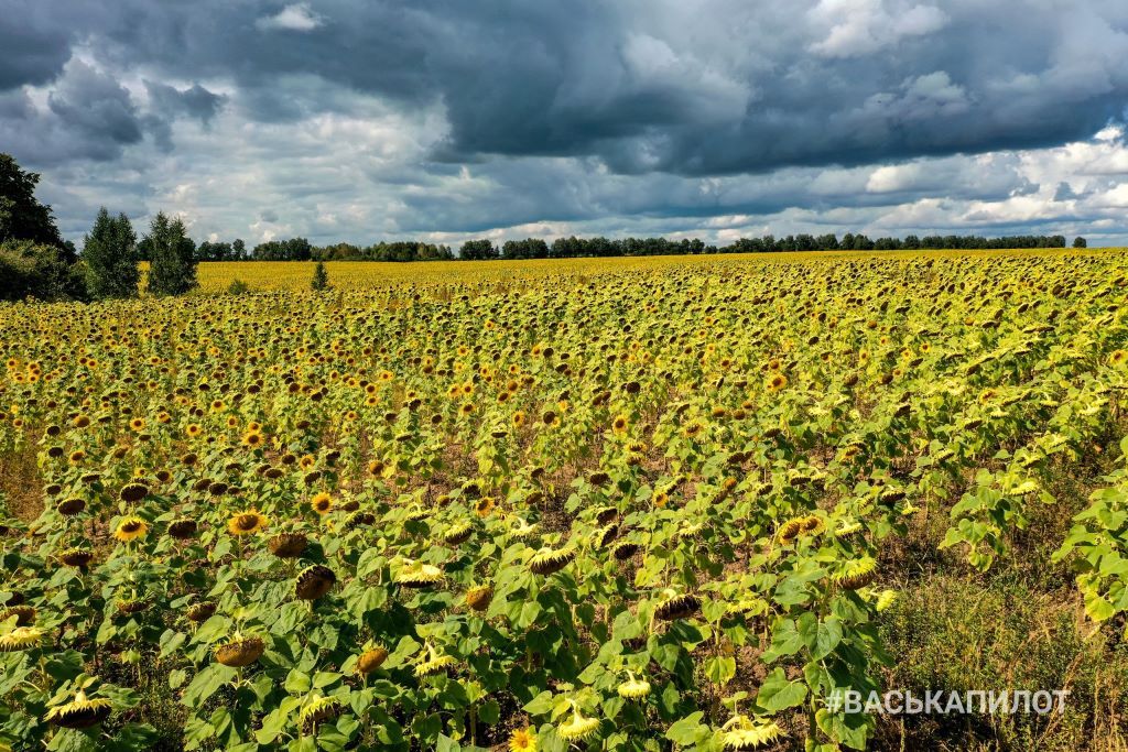 Посмотрите, какое поле подсолнухов есть недалеко от Бреста