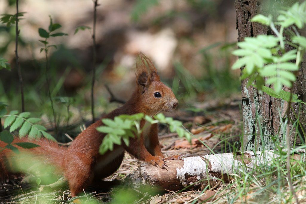 Читатель: В парке Воинов-интернационалистов много белок. Любят и выпрашивают орехи