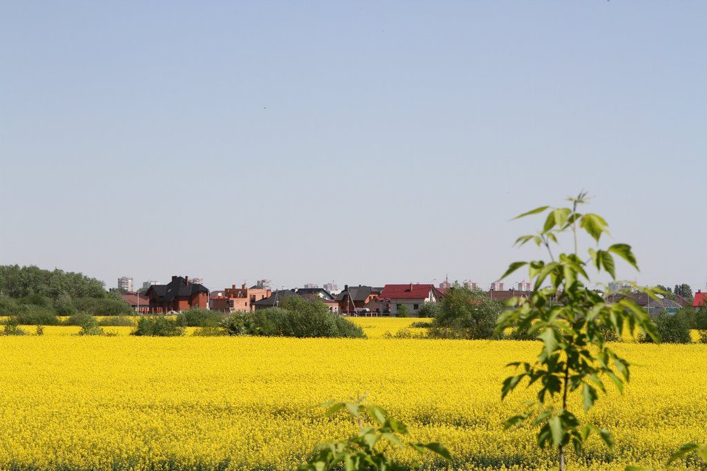 Читатель: Цветущие поля рапса в Бресте