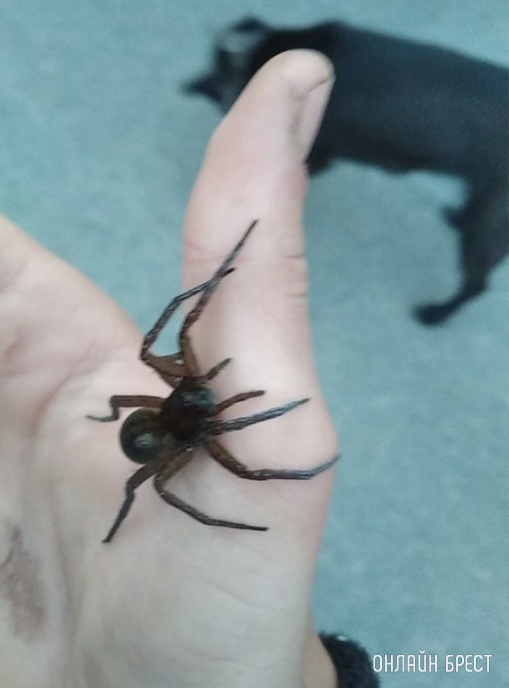 Вот такой паук обнаружен на Ковалевке в Бресте