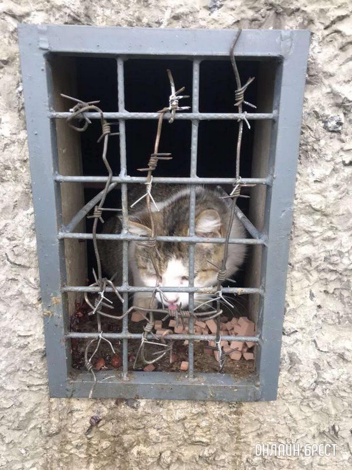 Читатель: Брест, Орловская, 79. В подвале уже несколько дней находятся кошки