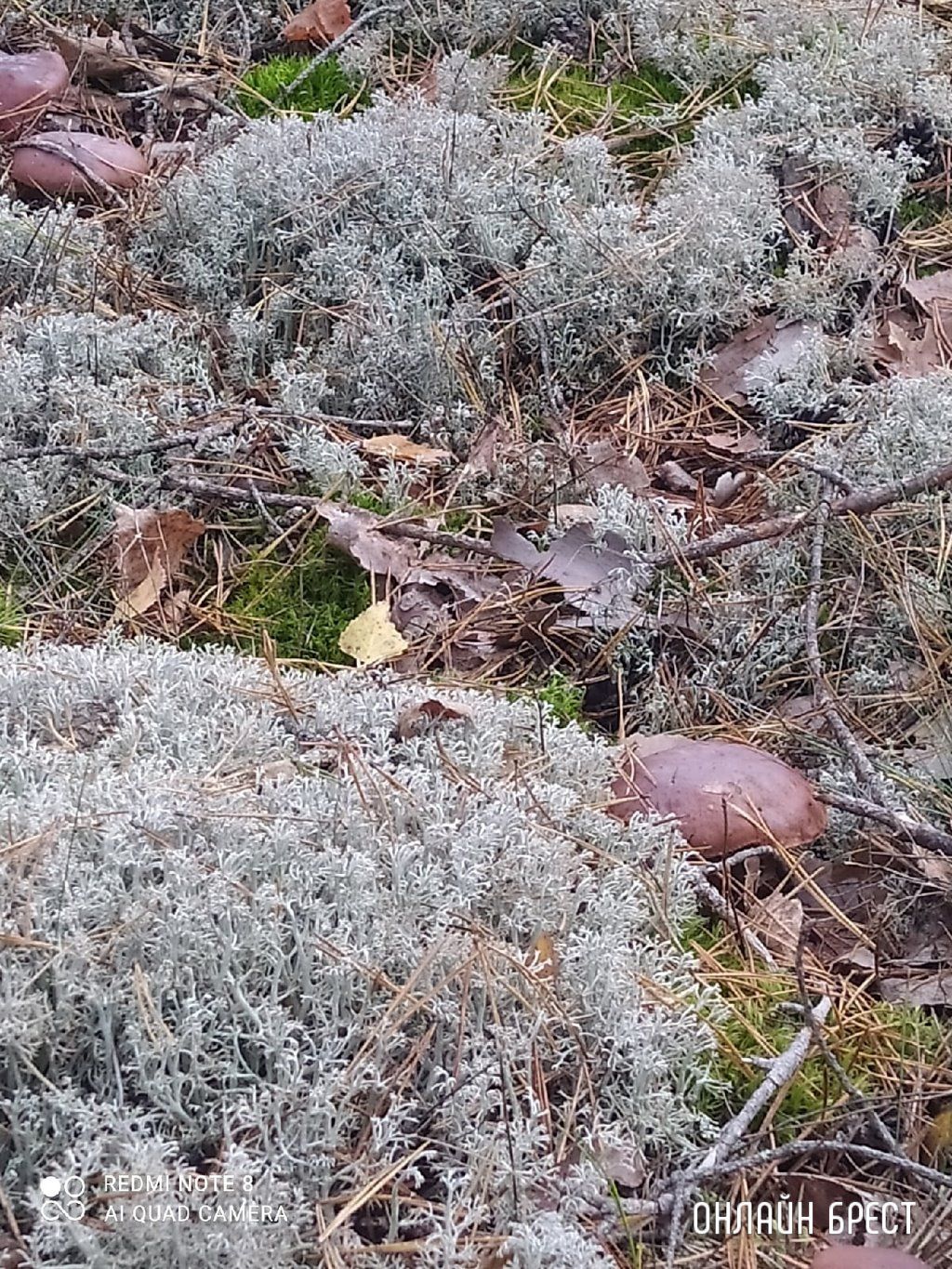 Читатель: Мой сегодняшний «улов» в Брестском районе