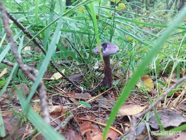 Вот такие грибы растут в брестских лесах