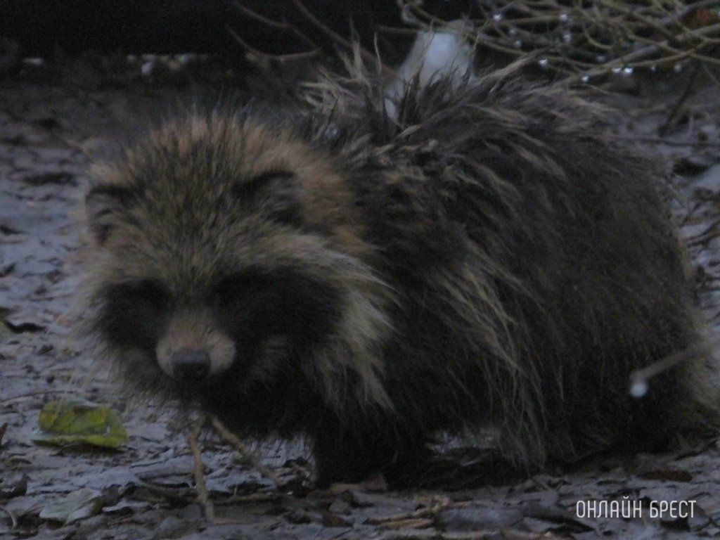 Читатель: Хочу поделиться с брестчанами своей встречей с енотовидной собакой