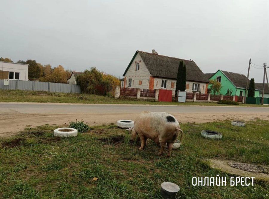 Читатель: У кого свинья сбежала? Бегает по Жабинке :)