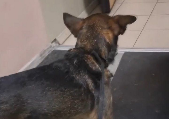 Читатель: Вчера в Бресте на Востоке сбили собаку