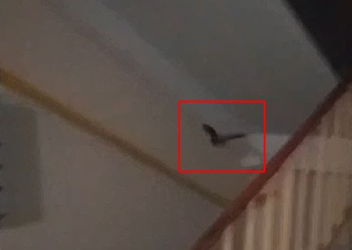 Летучая мышь залетела в подъезд. Видео