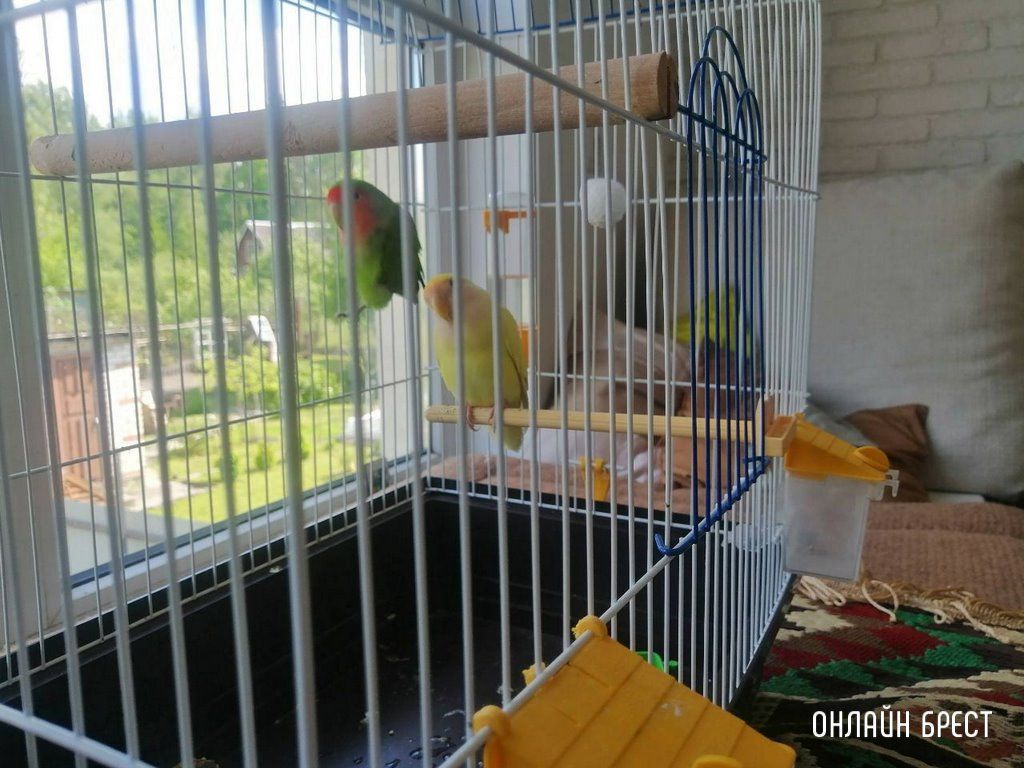 История такая: вылетел на улицу один из попугаев-неразлучников. Больше часа в его поимке мне помогал один дядя