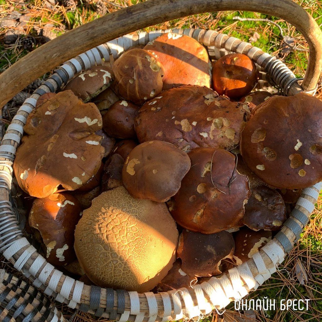 Читатель: Столько грибов мы нашли под Брестом :)