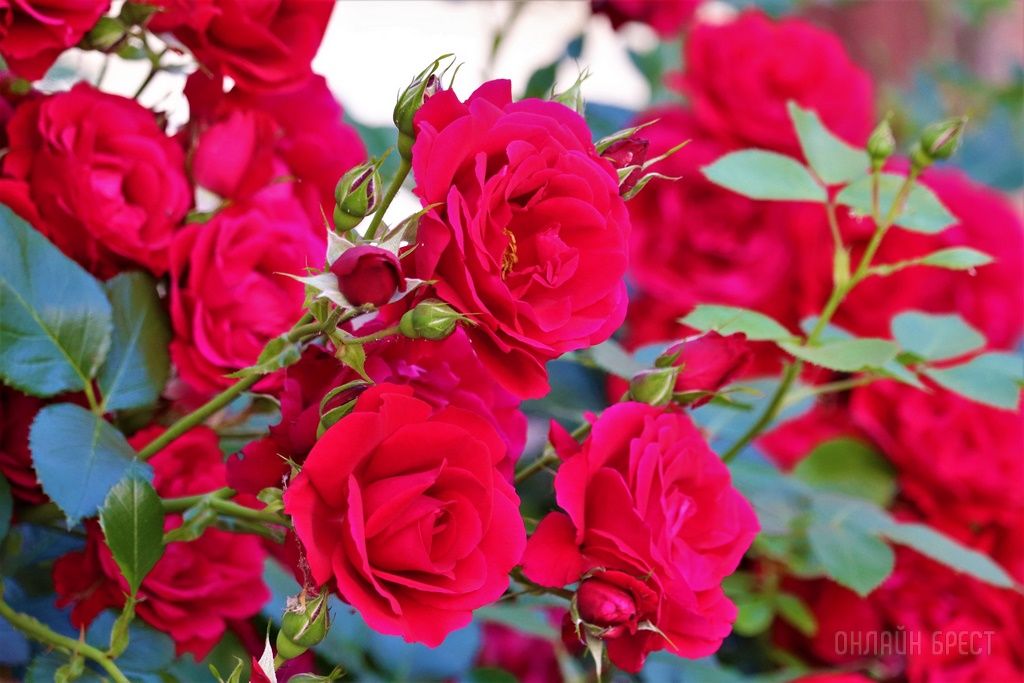 Читатель: Смотрите, какая красота украшает дворик 28-ой брестской школы