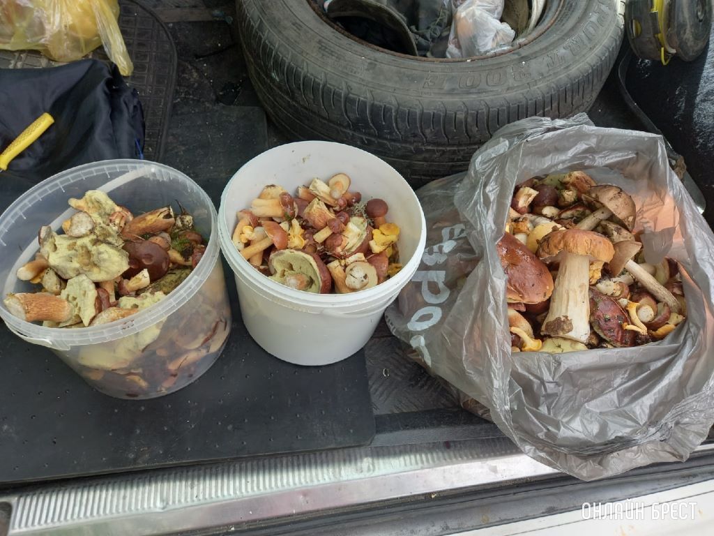 Читатели продолжают делиться фотографиями «тихой охоты»