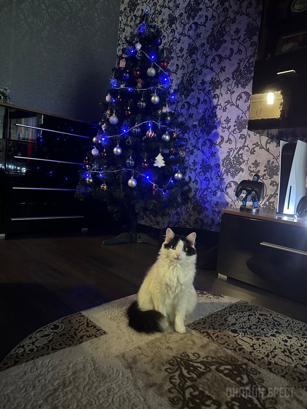 Новогодние красавицы наших читателей