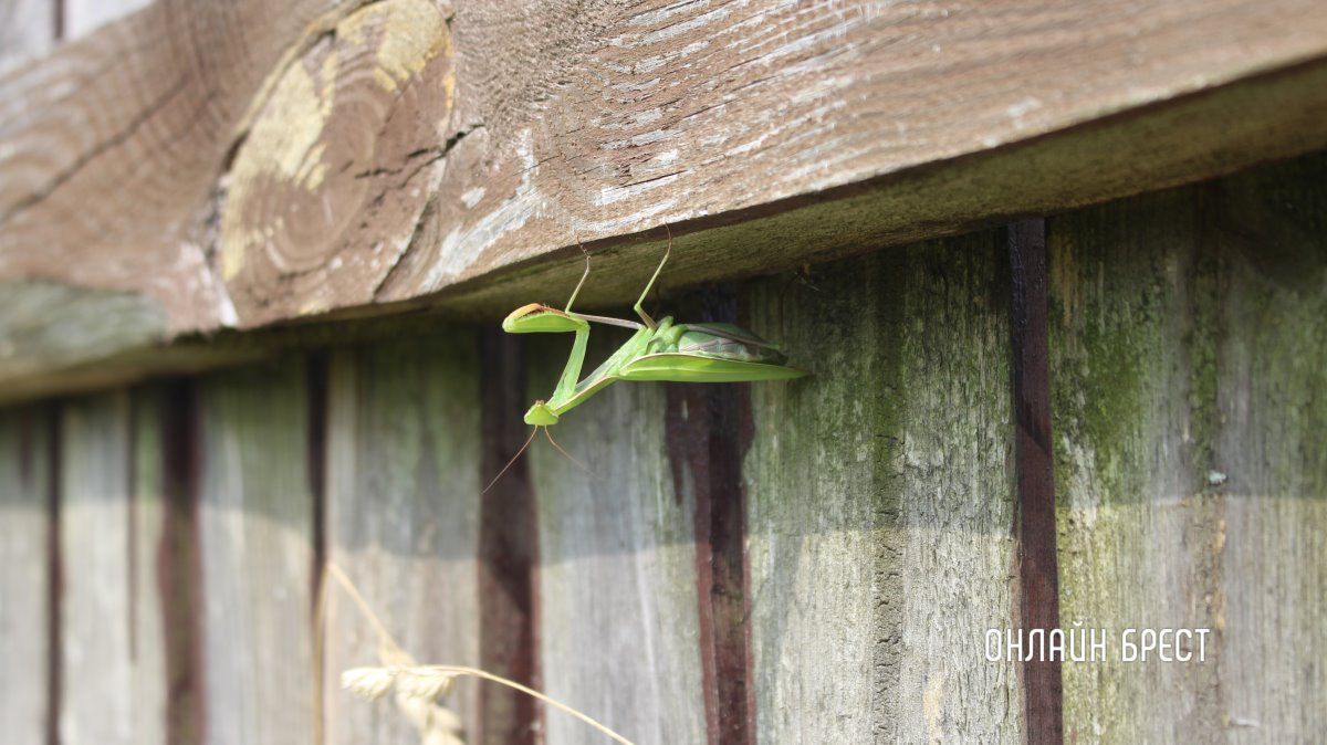 Читатель: Вот такую живность встретила на участке! Богомол