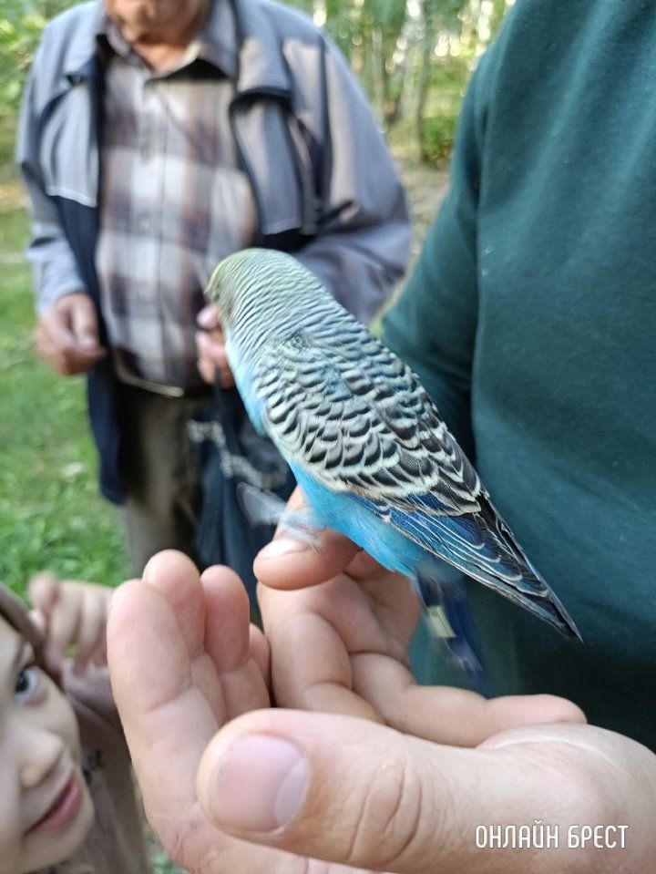 Читатель: Парк Воинов-интернационалистов. Чей попугайчик улетел?