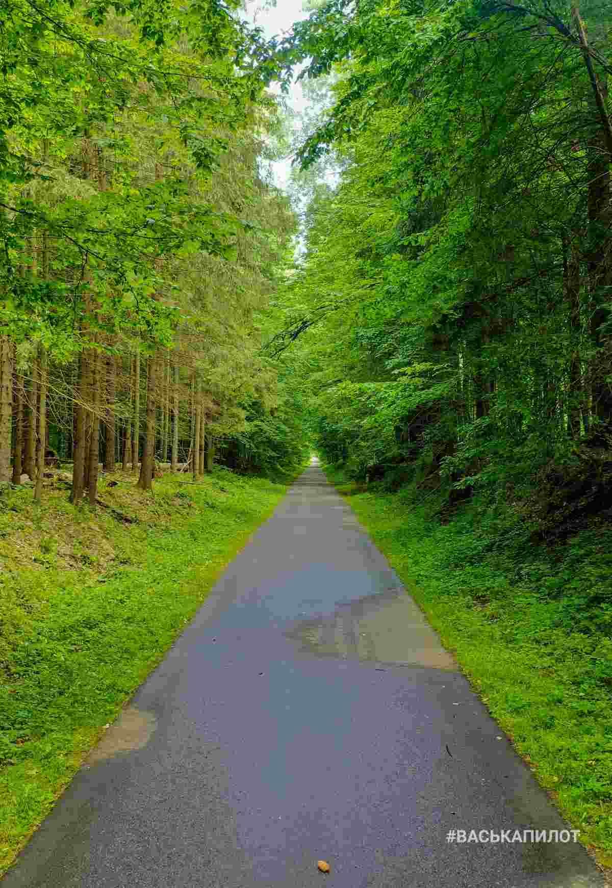 Беловежская пуща с высоты