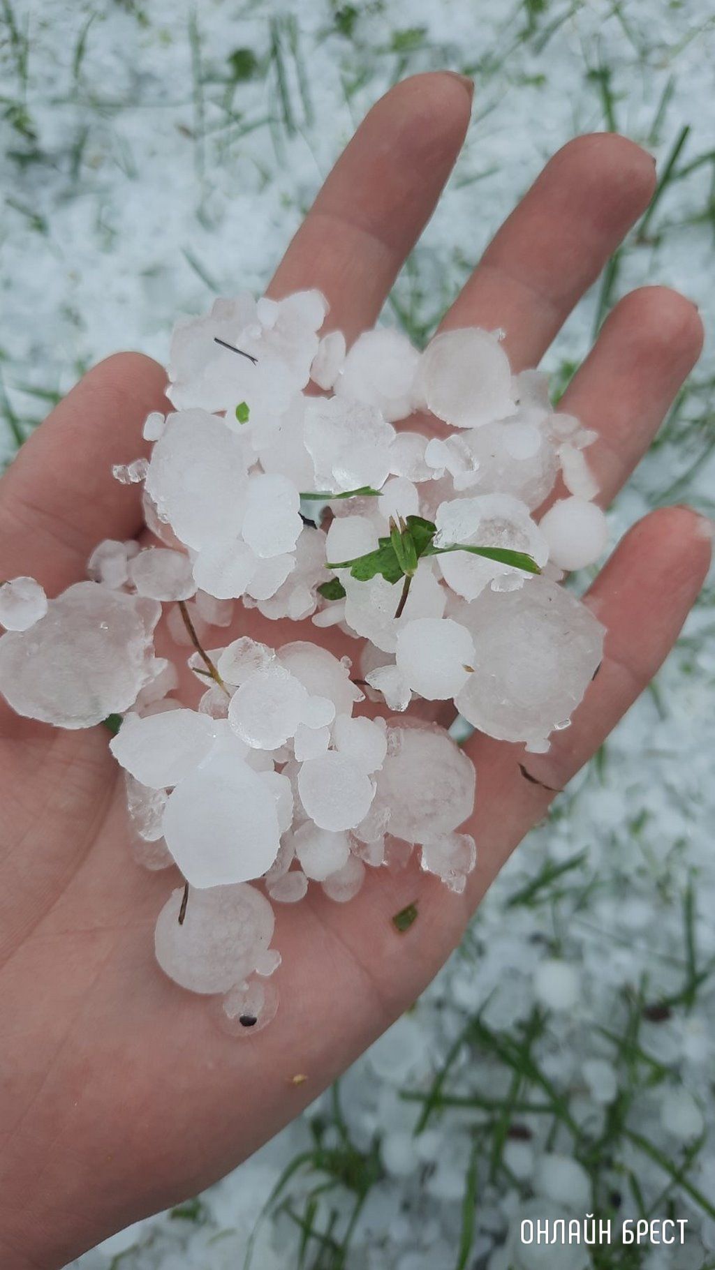 Читатель: Так выглядит тот самый град, который падал в прошедшую пятницу недалеко от Бреста (д. Минковичи)