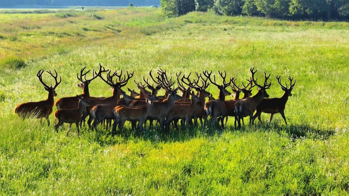Беловежская пуща с высоты