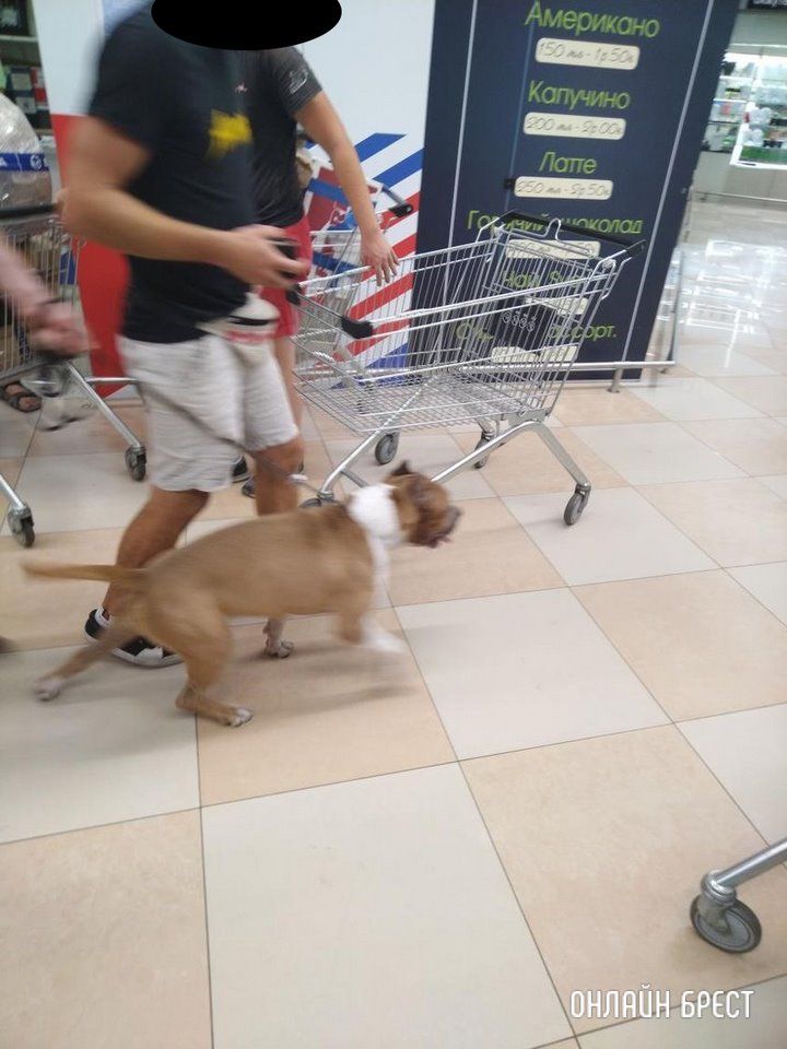 Читатель: В Евроопте на Варшавке парень с таким пёселем ходил, без намордника