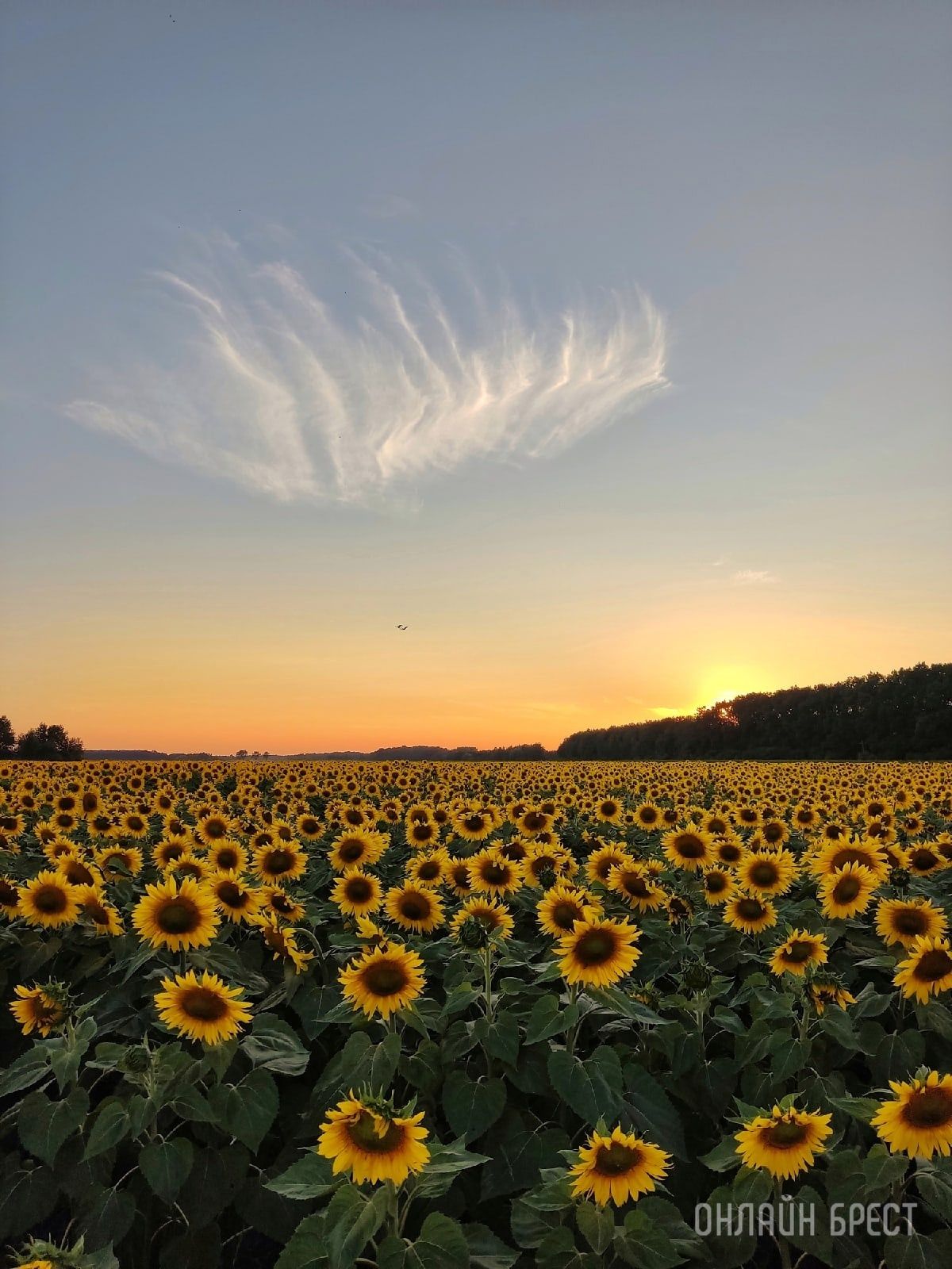 Читатель: В Брестской области находится очень красиво поле подсолнухов