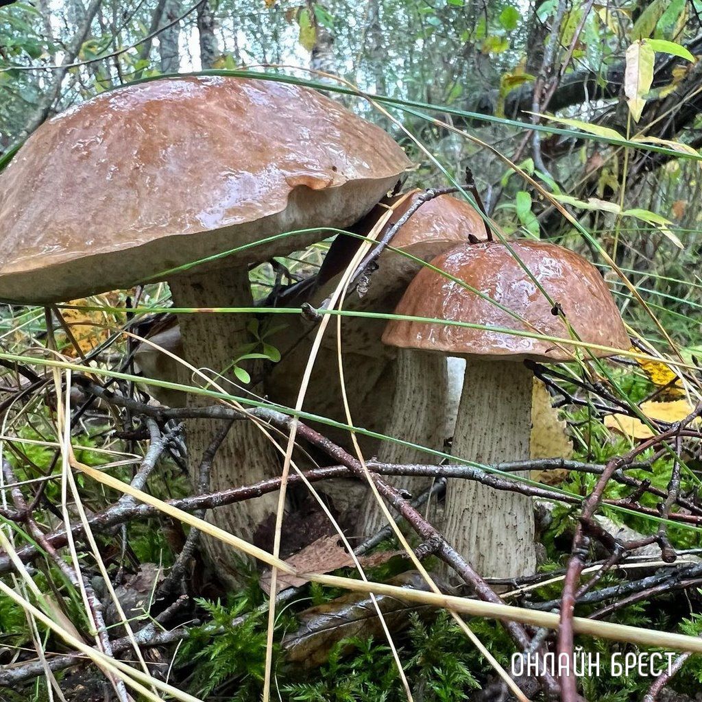 Читатель: Грибная «охота» удалась :)