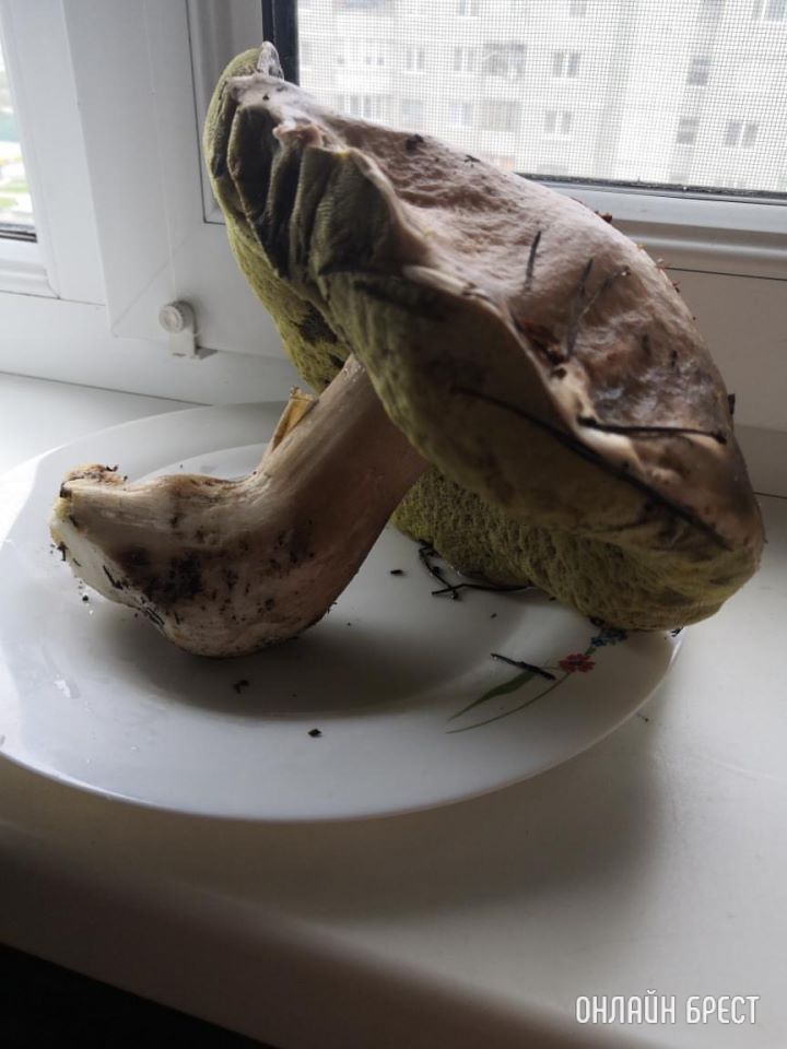 Делюсь с вами удачной «охотой», вес гриба 615 г., Брестский район, д. Прилуки