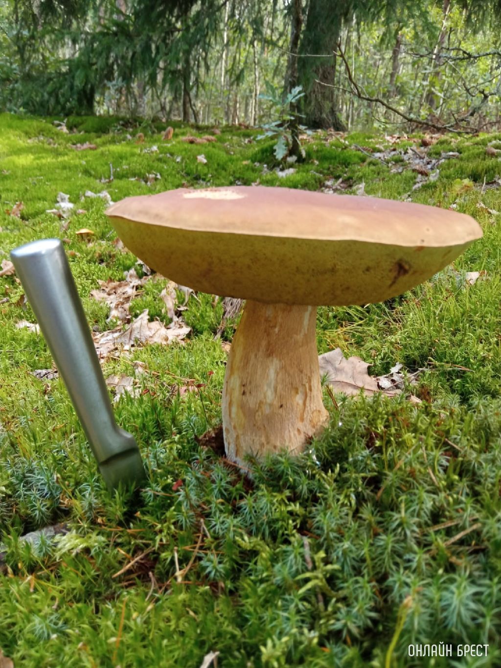 Грибной «улов» наших читателей