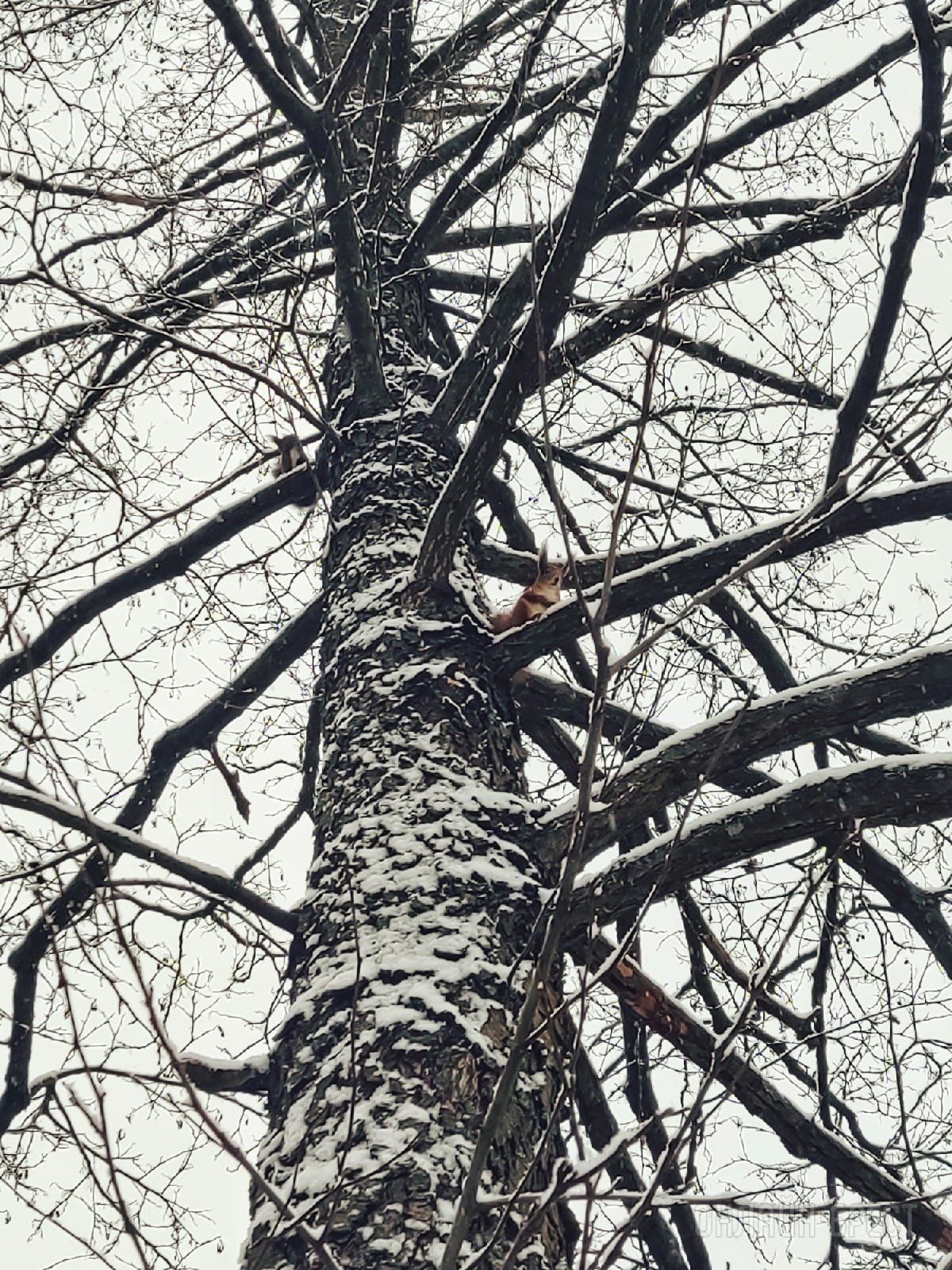 Первый снег  в Жабинке!