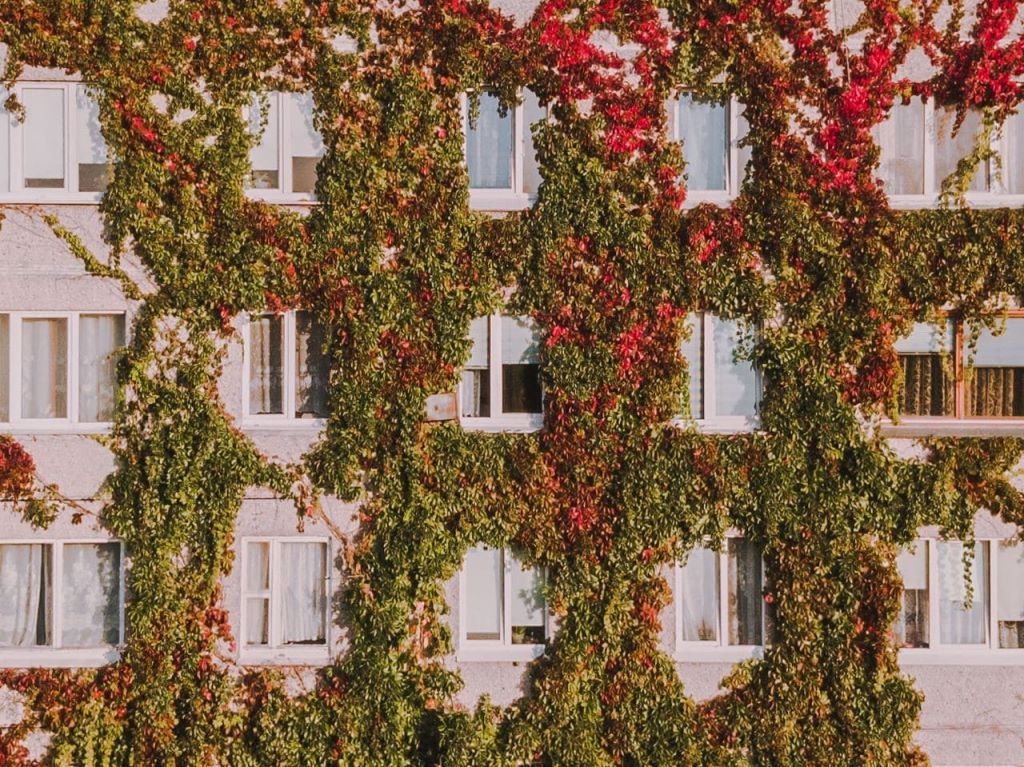 Виноградный дом в Минске