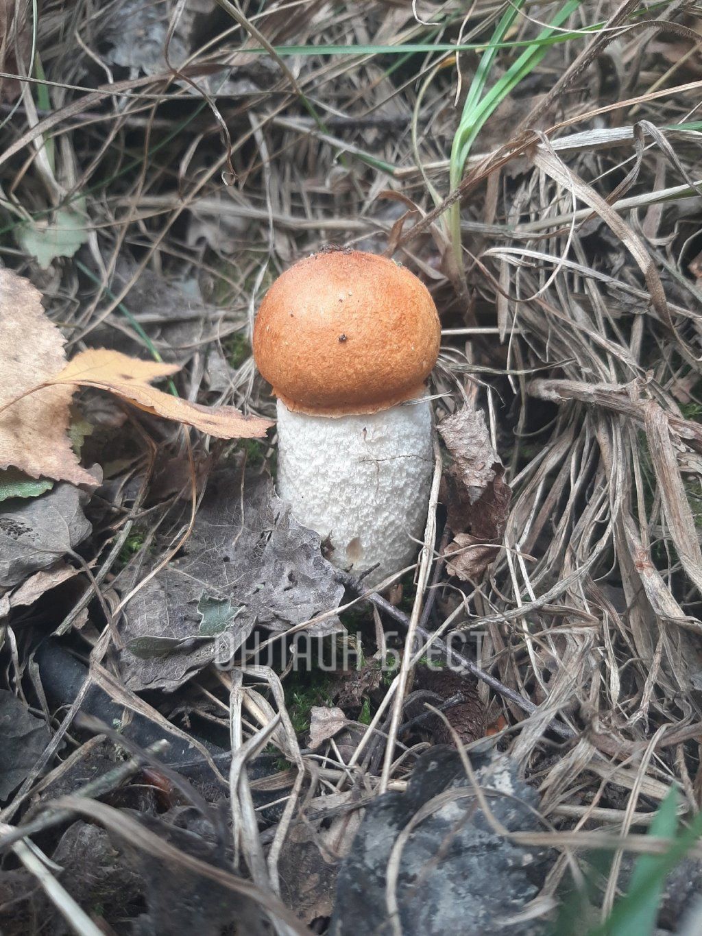 Читатель: Вот так сходили мы по грибы. Кобринский и Жабинковский район