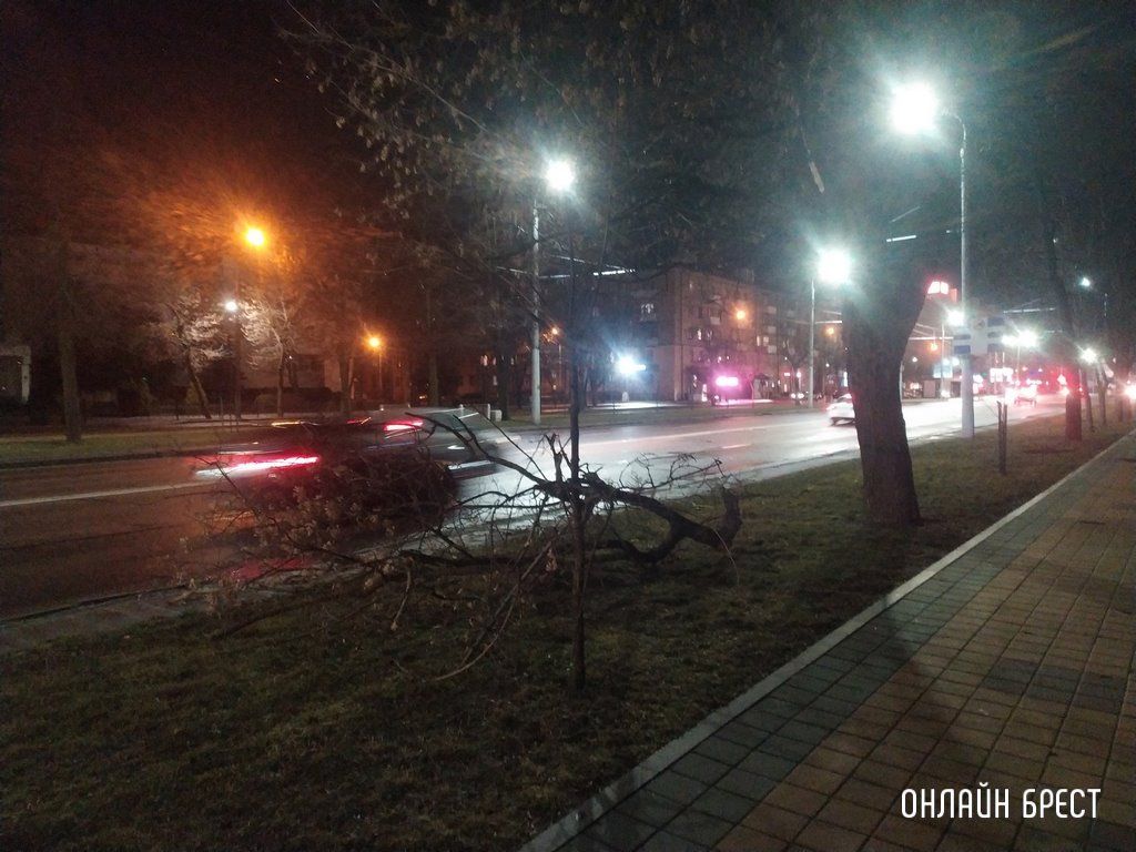 Читатель: В Бресте на Я.Купалы дерево упало в сторону дома. Вот ещё сегодняшние последствия сильного ветра