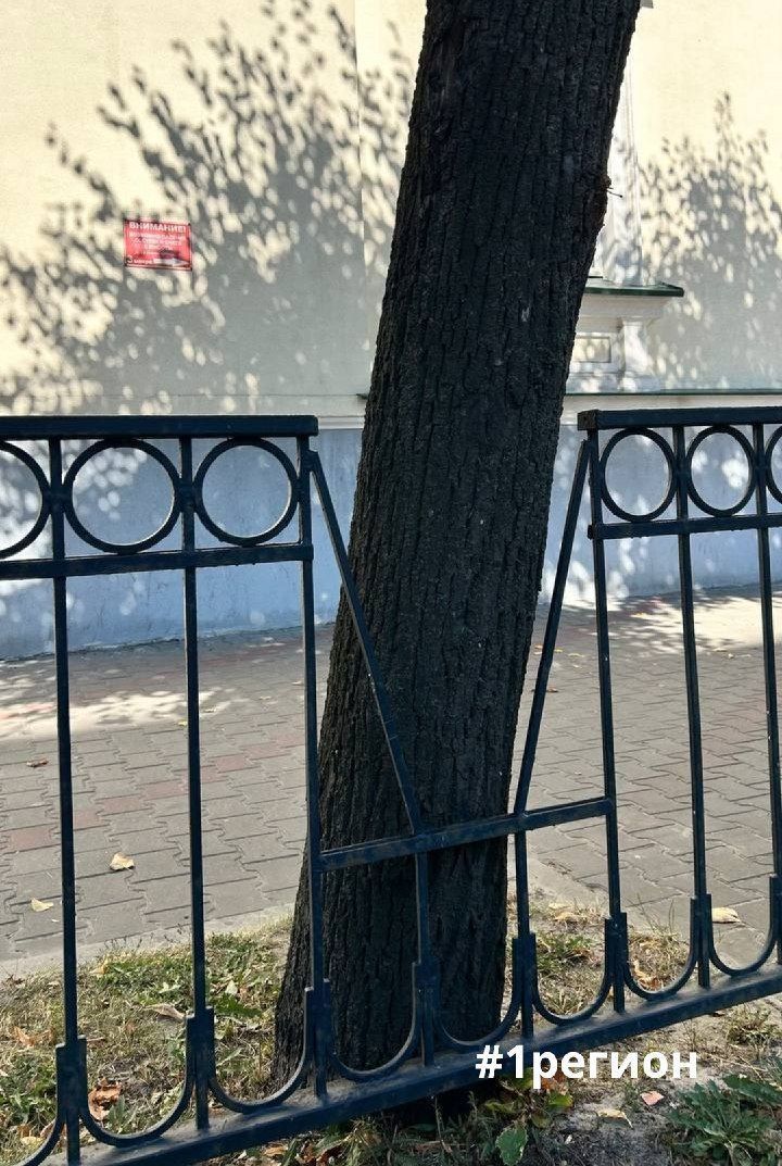 Бережное отношение к природе на улицах Бреста