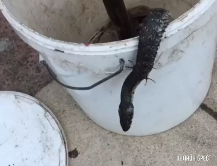 Ту самую змею, которая заползла в теплицу на дачном участке, поймали и выпустили