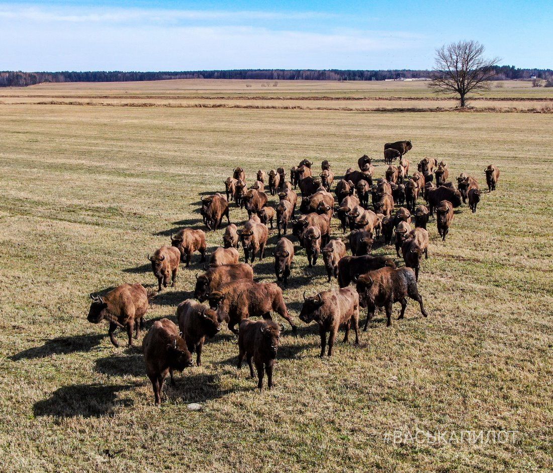 Большое стадо зубров в Беларуси попало в объектив камеры