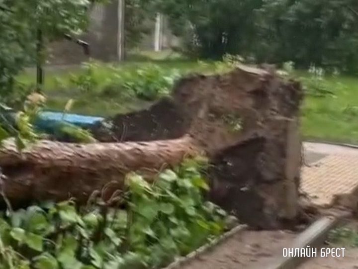 Читатель: Последствия непогоды. В Бресте на Жукова упало дерево