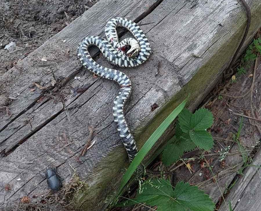 Брестчанин: Что это за змея?