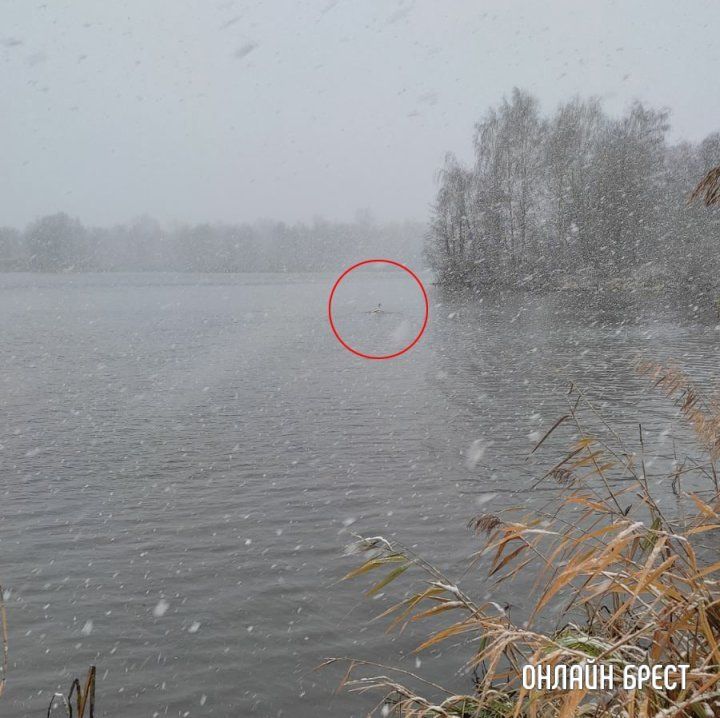 Читатель: Спасите птицу