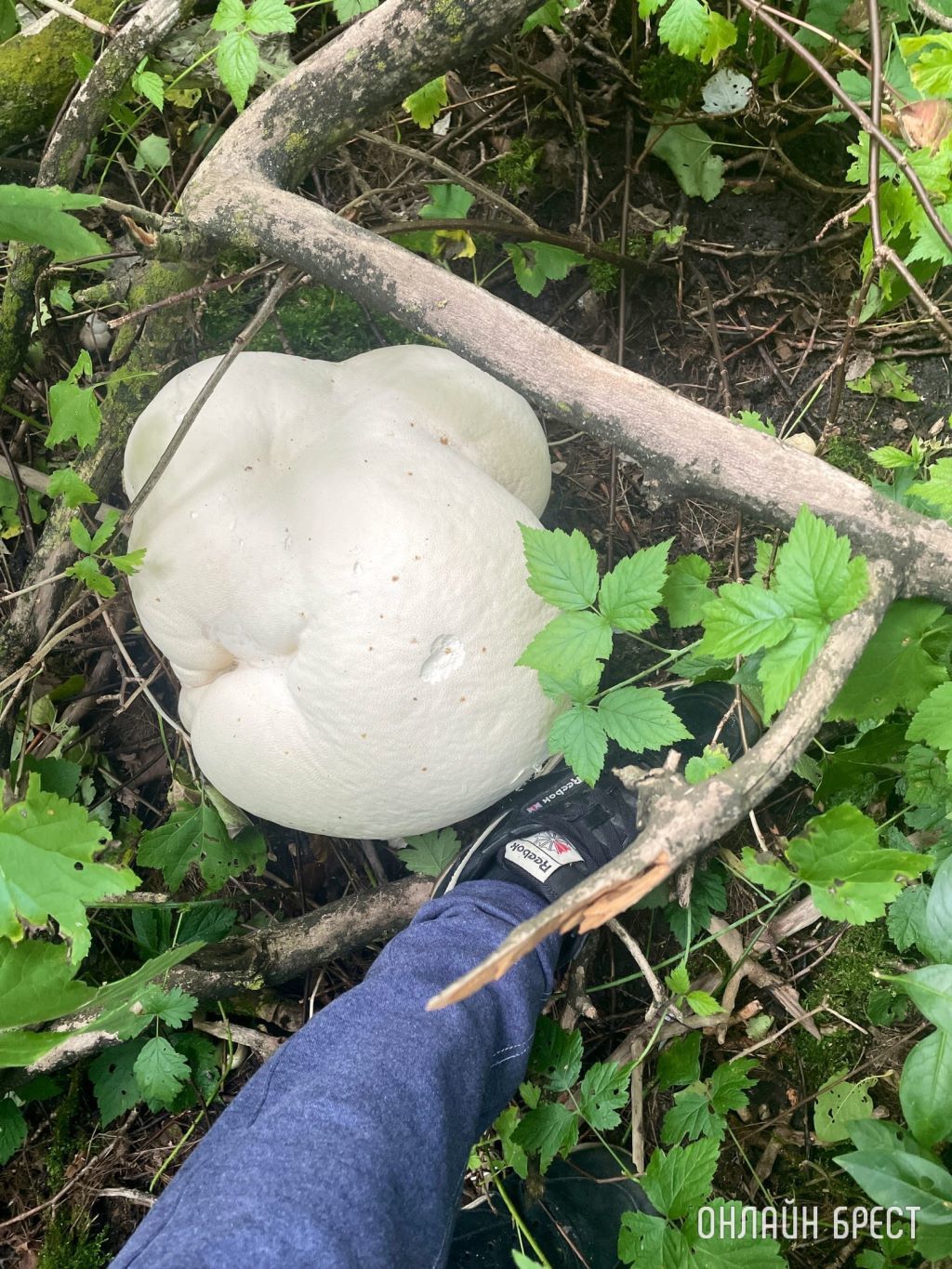 Раз уж дело пошло о грибах, то вот вам огромные дождевики