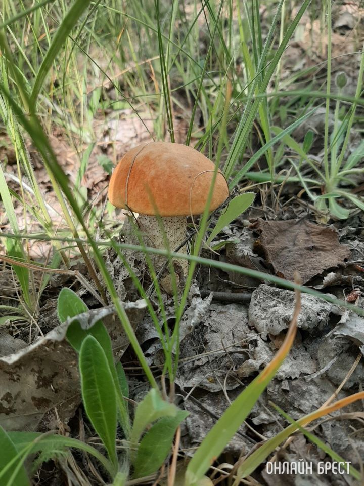 Первые летние грибочки в Брестской области (Кобринский район, деревня Лыщики)