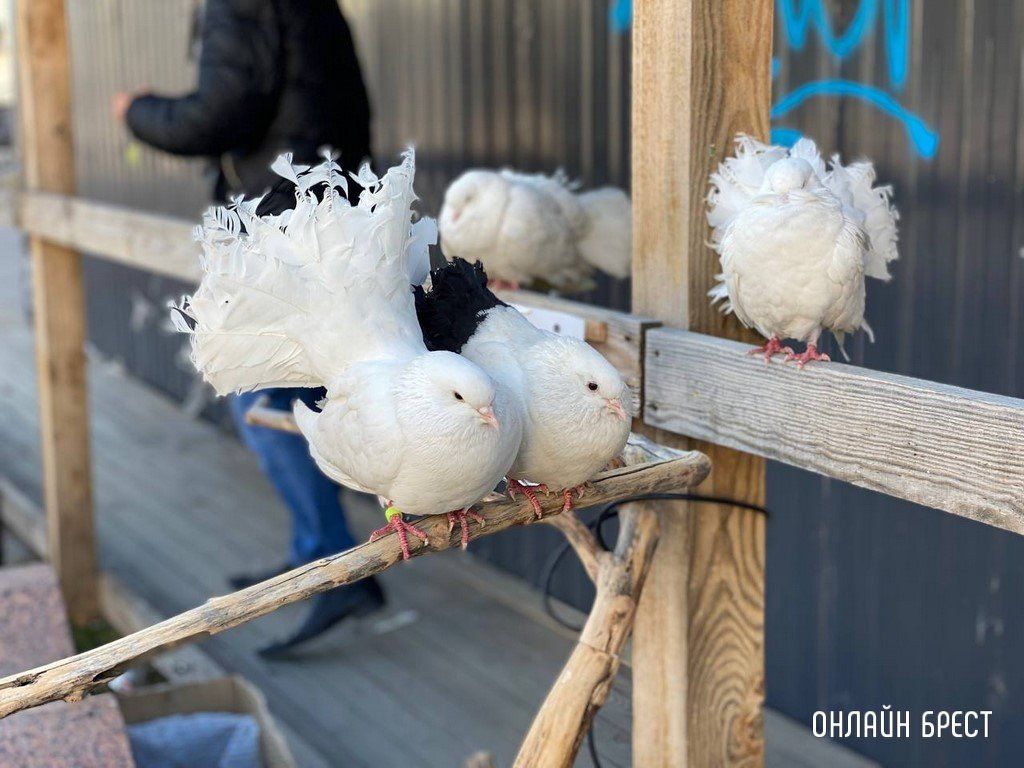 Читатель: Голуби-павлины на Советской в Бресте