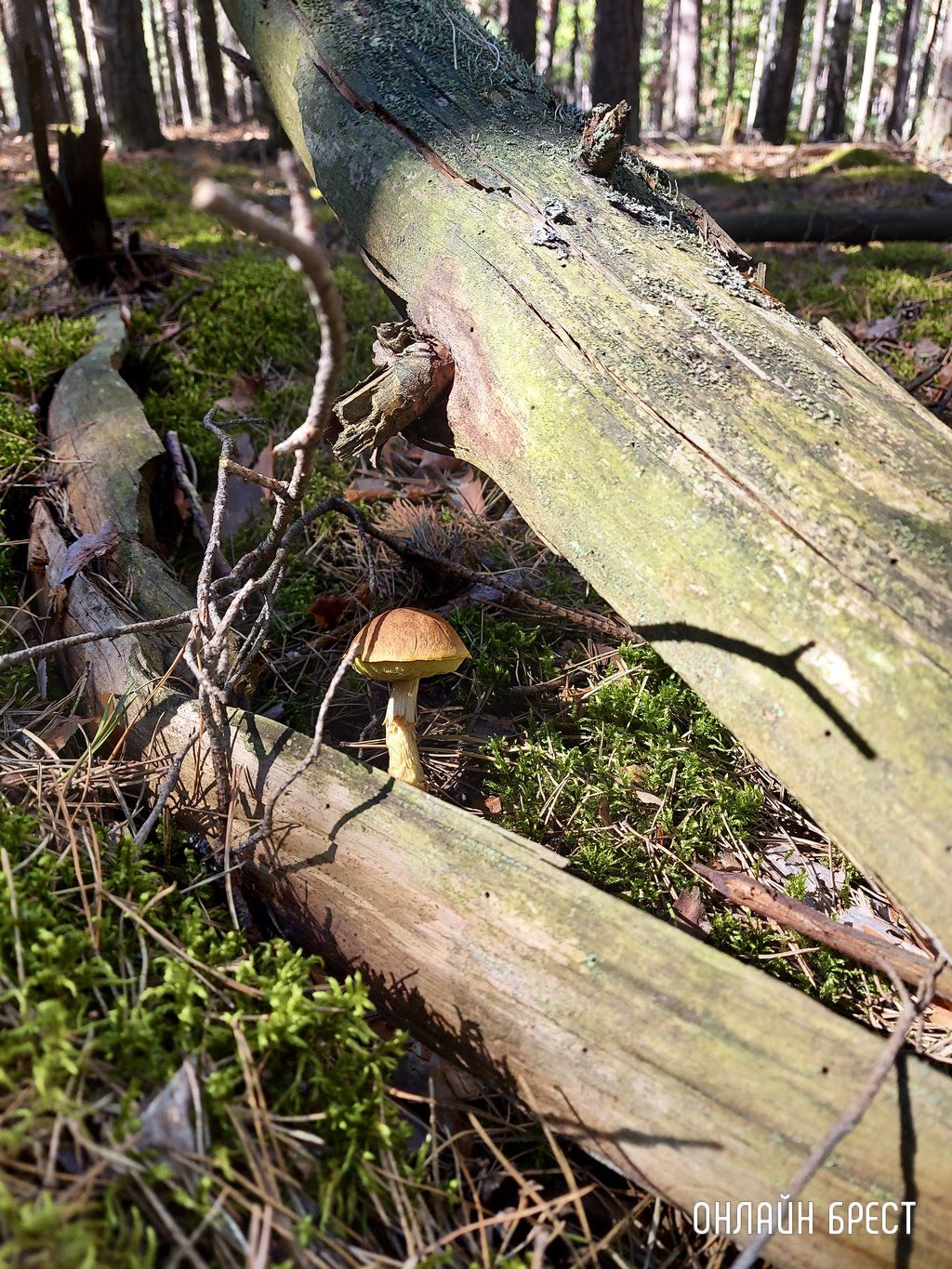 Читатель: Лесная благодать на Брестчине: природа, тишина, грибы, ягоды и чистый воздух