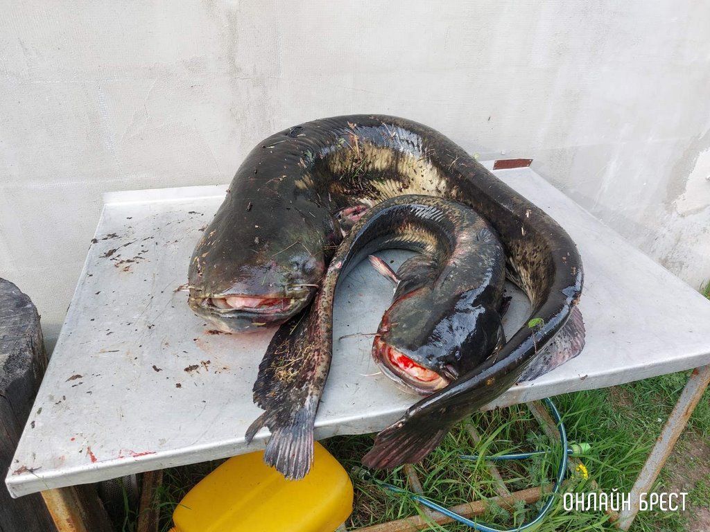 Читатель: 45 кг! Вот такого огромного сома поймал житель Брестской области
