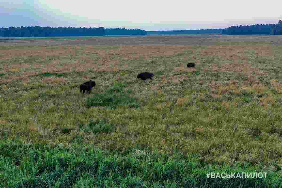 Беловежская пуща с высоты