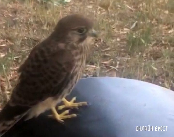 Читательница: Встретила сокола на улице в Бресте