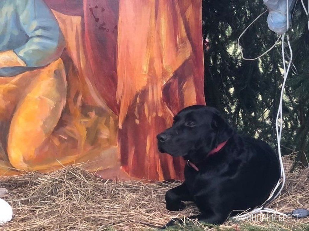 Читатель: Брест. На территории Свято-Симеоновского кафедрального собора ходит чёрный лабрадор, у него что-то с лапкой