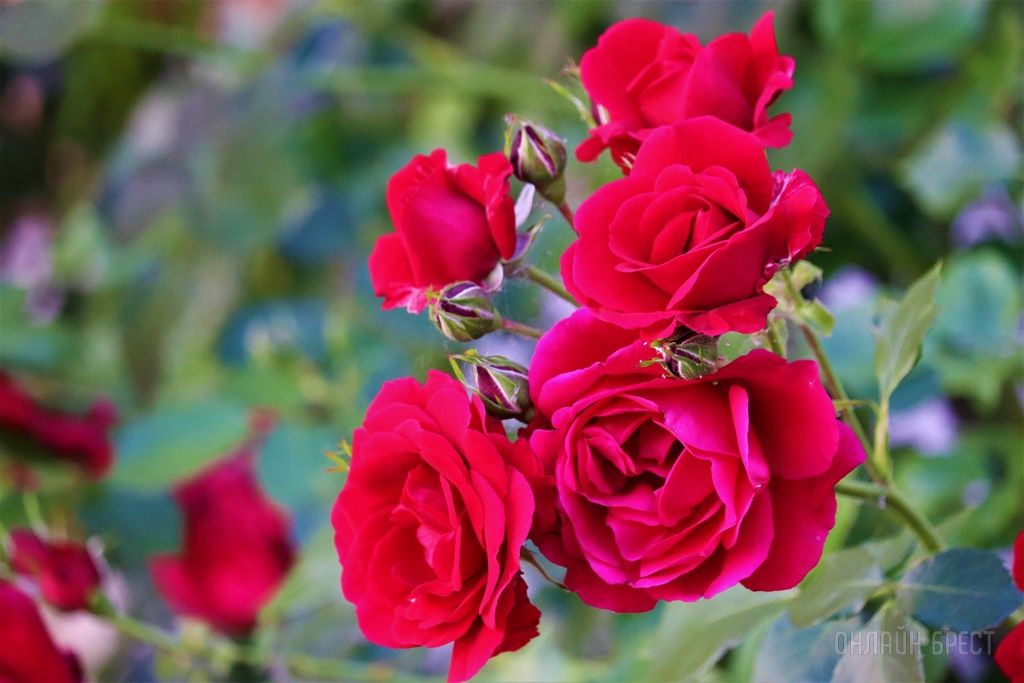 Читатель: Смотрите, какая красота украшает дворик 28-ой брестской школы