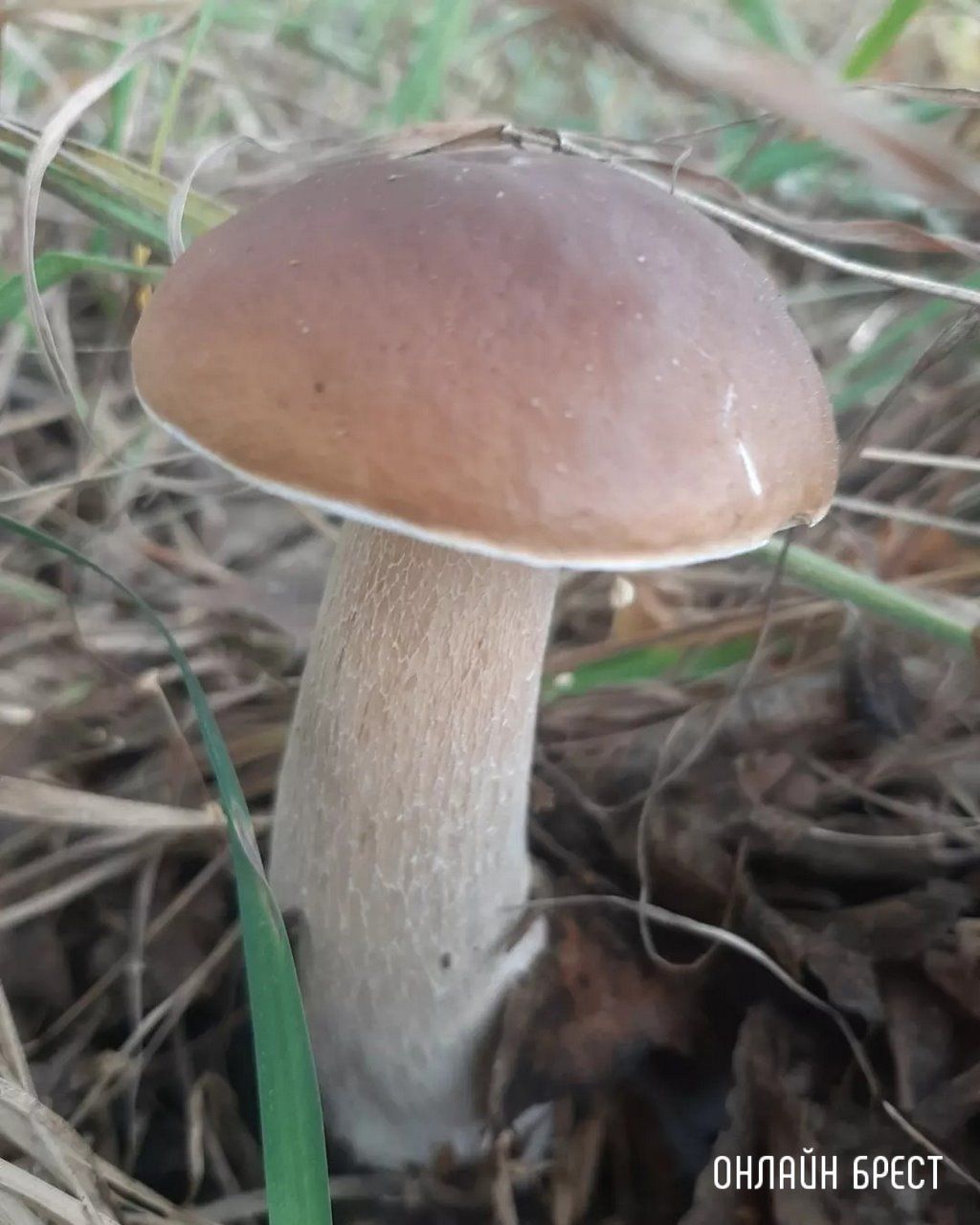 Читатель: Это всё за сегодня! Брестская область, Кобринский район