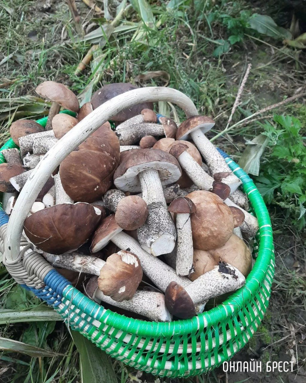Читатель: Мой грибной «улов» за сегодня и вчера. Кобринский район, д.Лыщики