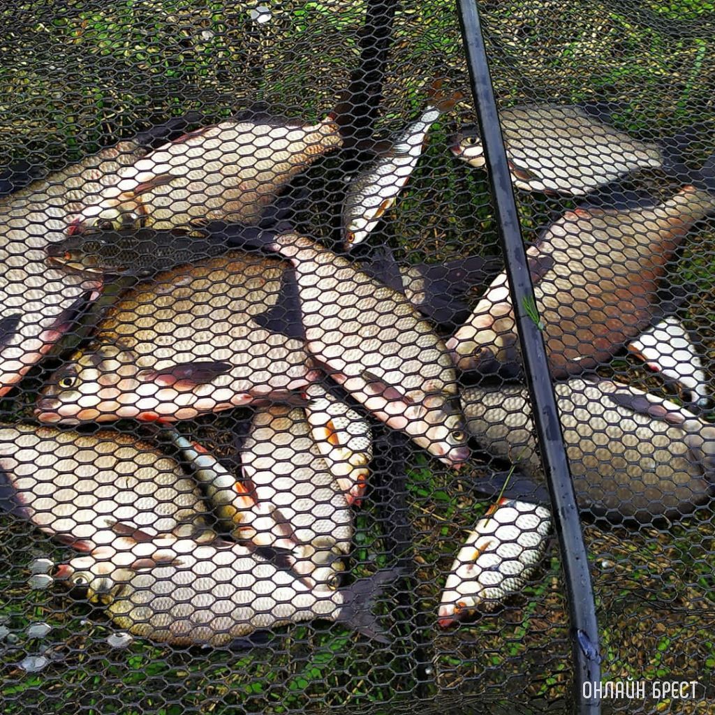 Улов жителя Бреста на Гребном канале