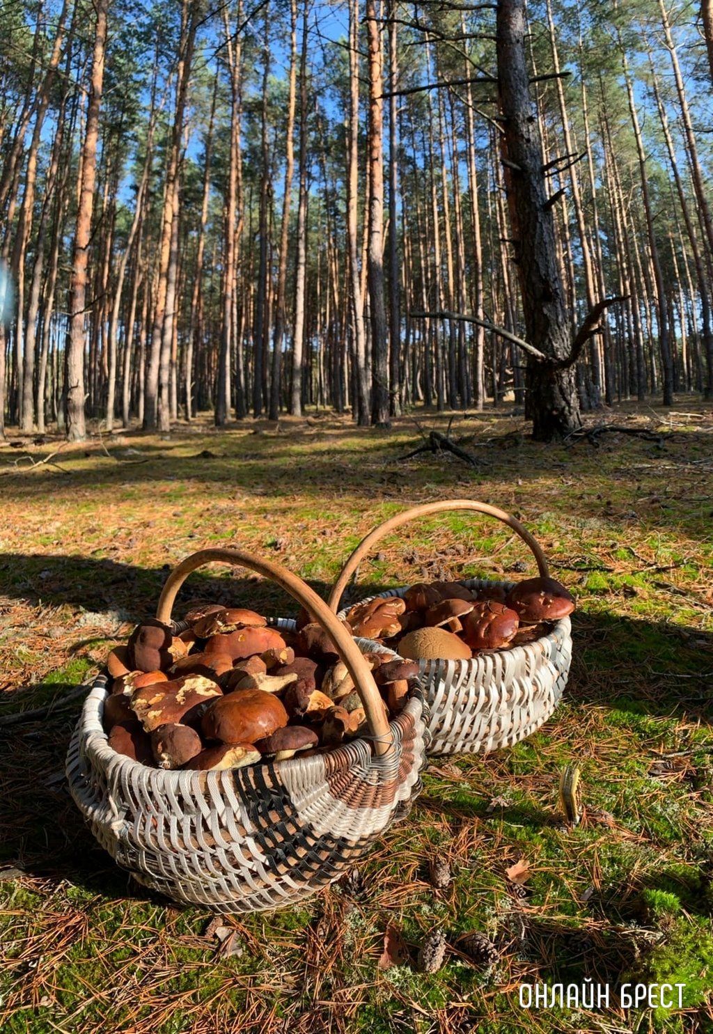 Читатель: Столько грибов мы нашли под Брестом :)