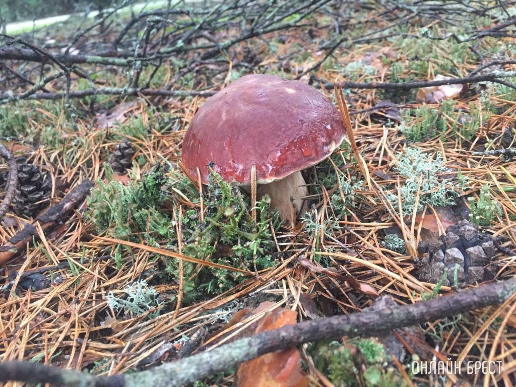 Грибной сезон набирает обороты. Читатели делятся своим «уловом»